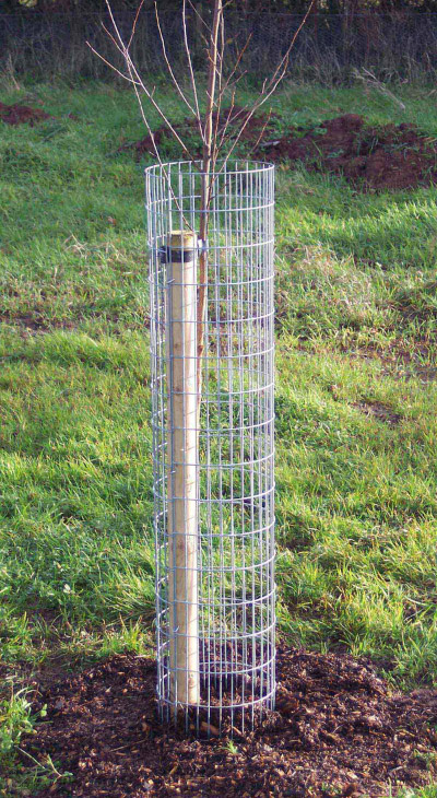 squirrel tree protection squirrel tree protection