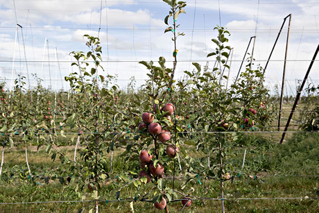 Tatura Trellis System - Origin, Best Crops, and What's New_AGROW.jpg