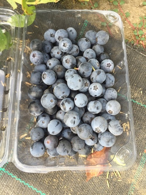 Chilean nursery harvests first crop of NZ-origin blueberry variety