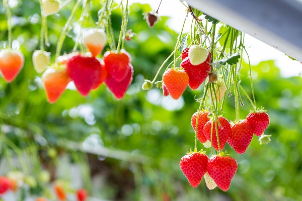 strawberry tabletop growing systems