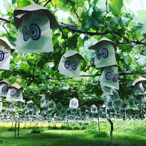 Transparent grape protection Bags