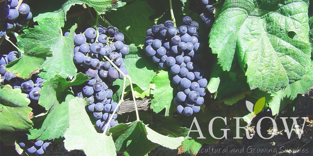 benefits of eating grapes