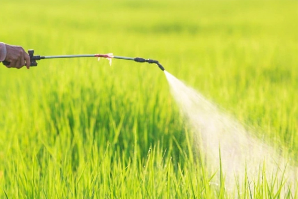 pest control for grapes