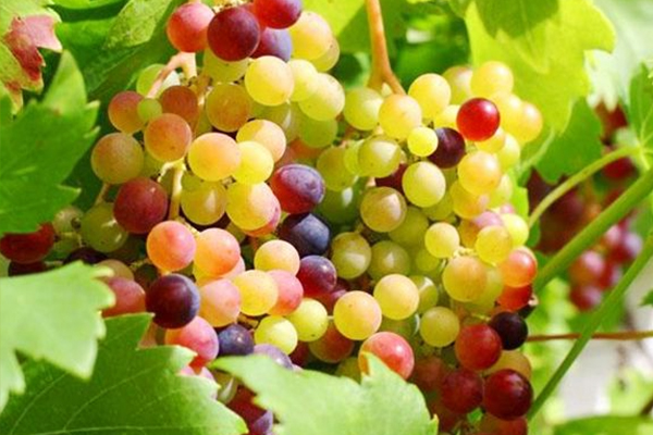 agrow-how to colour grapes2