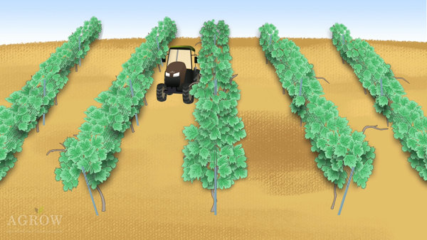 VSP trellis systems - More suitable for mechanization