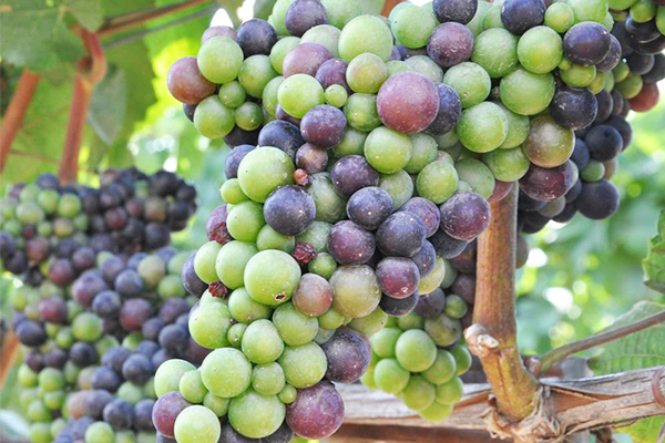 growing grapes in polytunnel