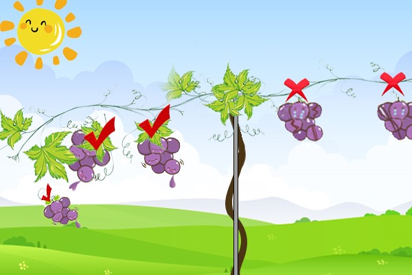 grape sunburn symptoms