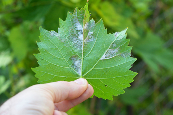 grape downy mildew life cycle