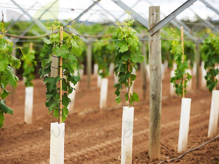 Vine Protectors