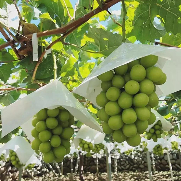 AGROWSome Of New Type Grape Protection Bags In Testing