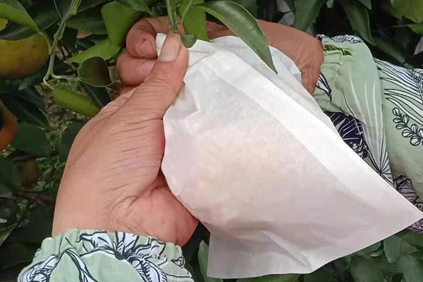 how to bag citrus