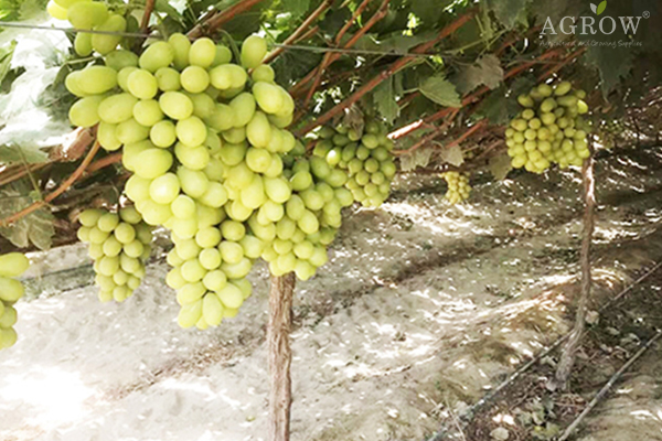 viticulture high temperature