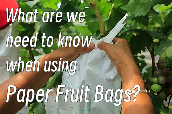 What are We Need to Know when Using Paper Fruit Bags?