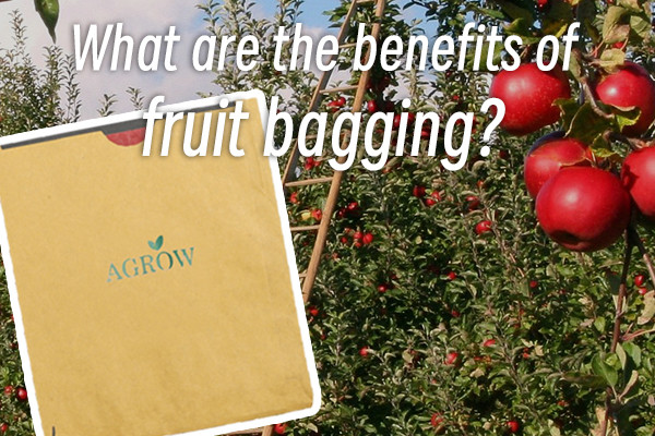 What are the benefits of fruit bagging?