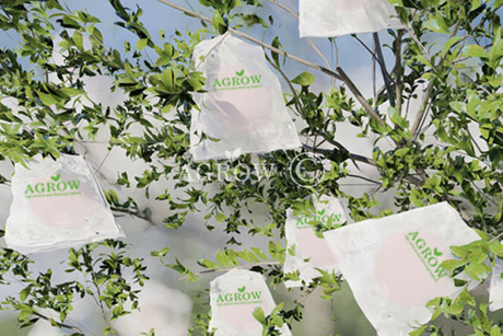 Pomegranate Growing Bags