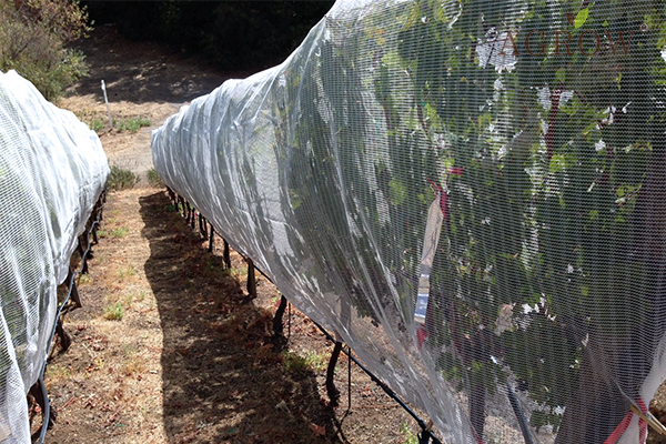 grape bags advantages