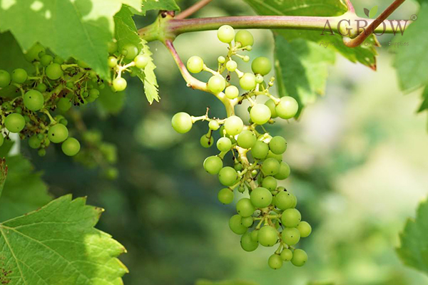 grape production tips