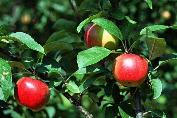 https://5lrorwxhiiijrii.ldycdn.com/cloud/ljBqqKiqSRnjronniolq/store-apples-after-fall-harvest.jpg