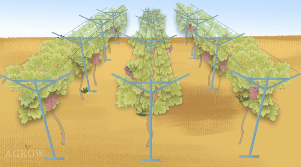 Open gable trellis systems - promote airflow
