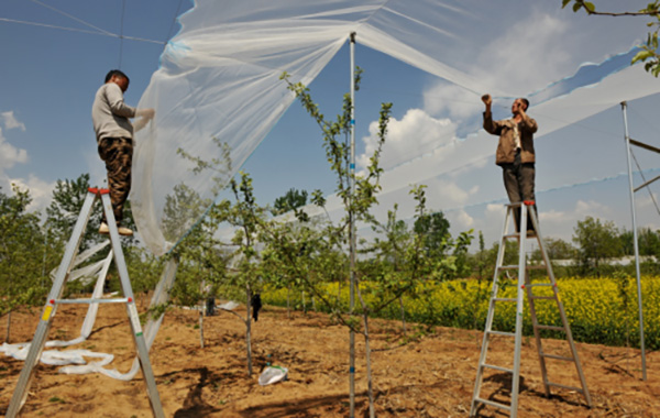 Orchard and Vineyard Anti-Hail Netting-AGROW