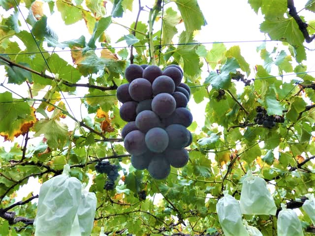 Kyohoin Paper Grape Bags