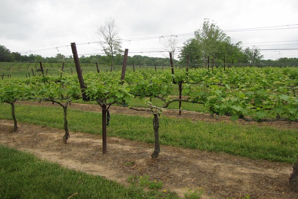 Vineyard trellis installation