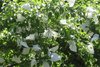 Apple Growing Bags