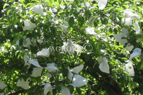 Apple Growing Bags