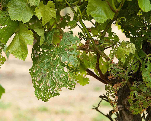 Grape Insects Damage