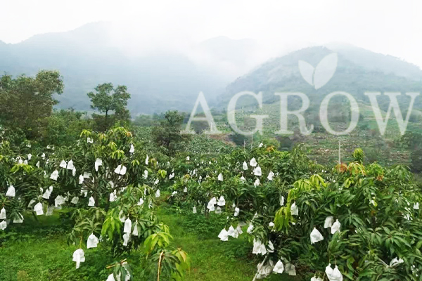 fruit bagging for mangoes