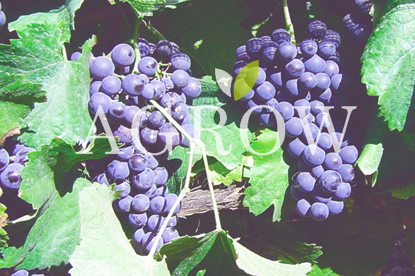 4 Health Benefits of Eating Grapes