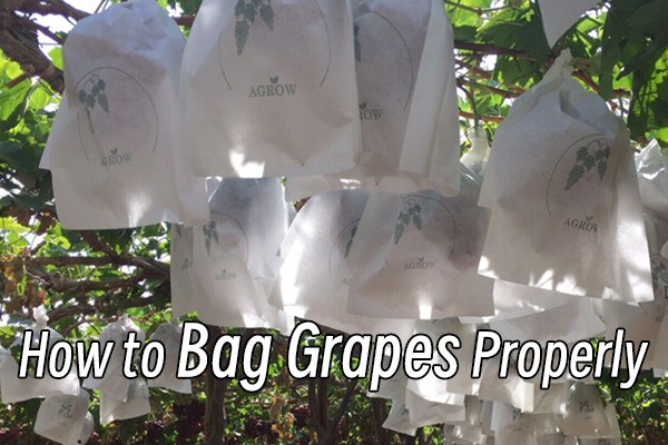 How to Bag Grapes Properly?