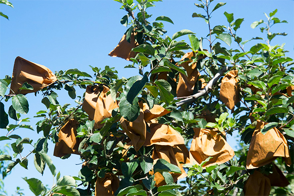 Non-invasive methods for protecting grapes from bird predation4