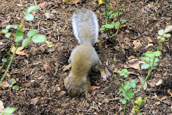 keep squirrels out of garden