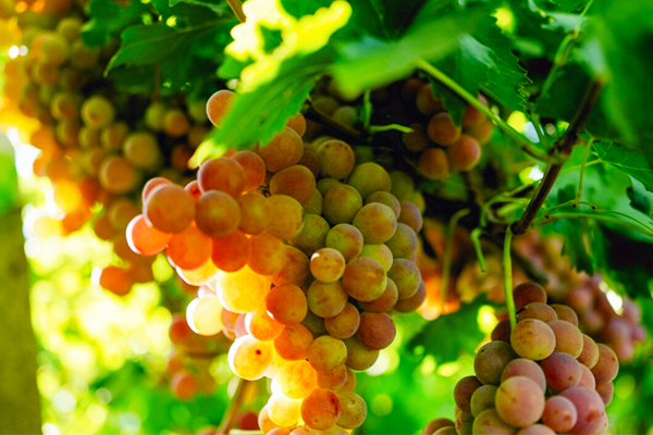 agrow-how to colour grapes1