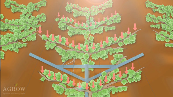 Open gable trellis systems - More uniform sunlight distribution