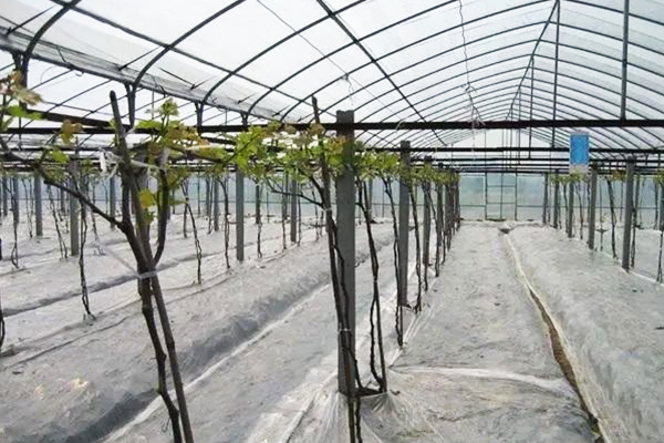 how to grow grapes in a polytunnel