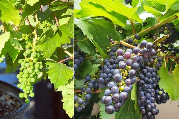 grapes in polytunnel