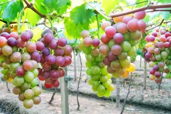 Why Does the Same Bunch of Grapes Have Uneven Coloring1