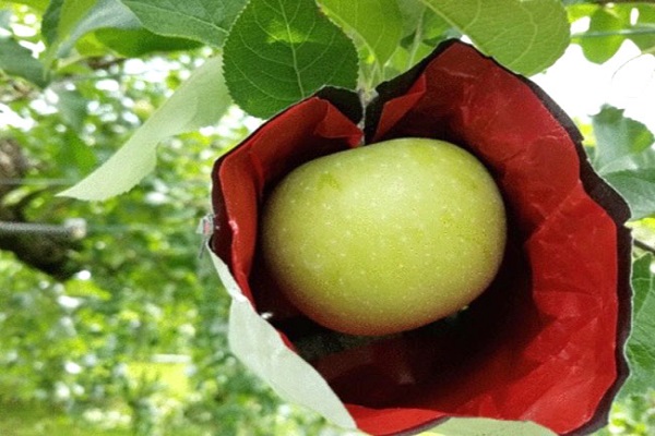 how to choose fruit protection bags