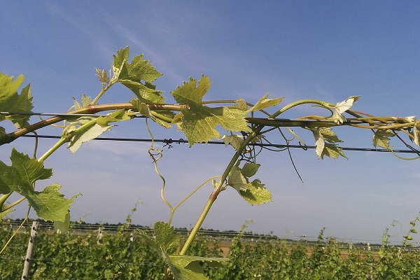 Height of grape trellis