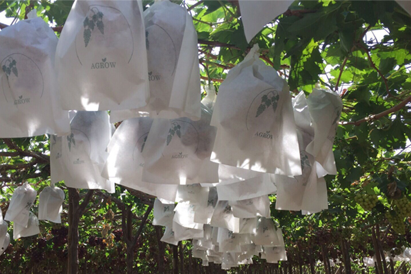 Benefits of grape bagging