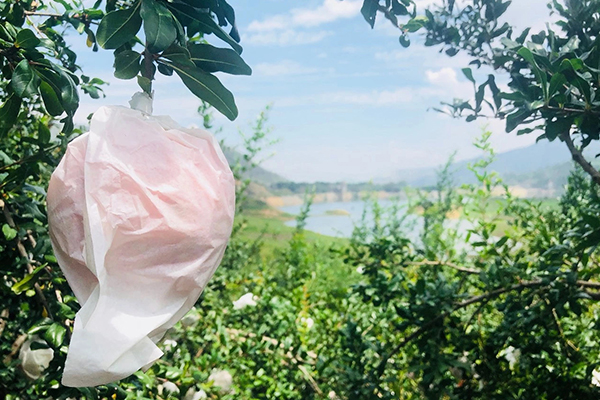 pomegranate paper bags 