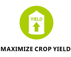 Maximize Crop Yield