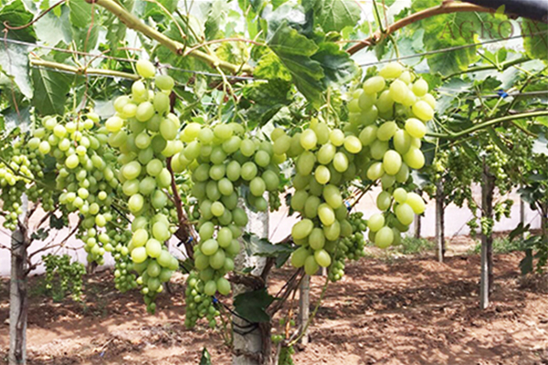 Effects of High Temperature on Grapes
