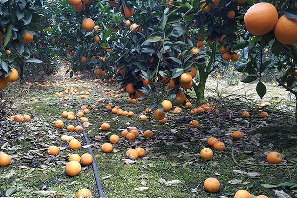 insect protection net