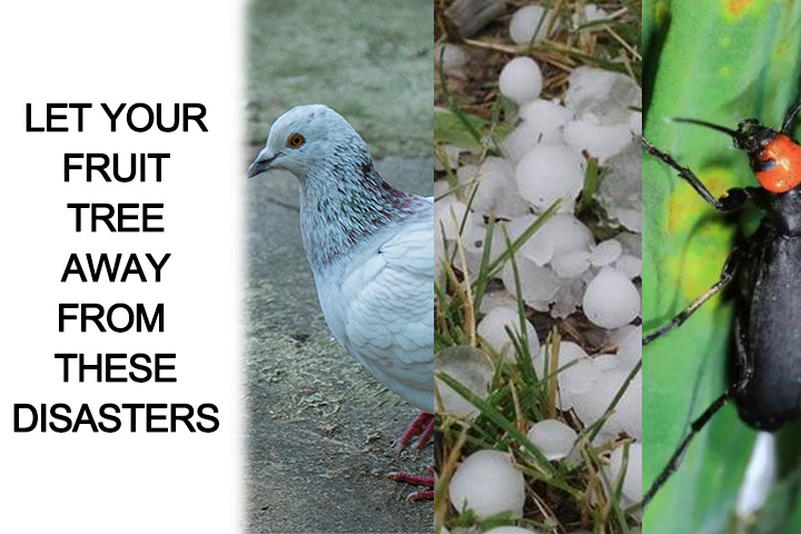 The importance of fruit bagging