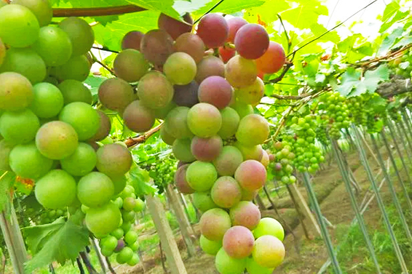 Why Does the Same Bunch of Grapes Have Uneven Coloring4