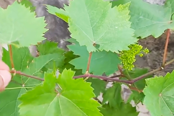 Agrow-the preventive measures against grape sunburn3