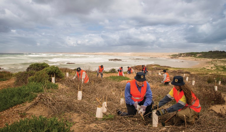 Volunteers planting in Tomaree National Park